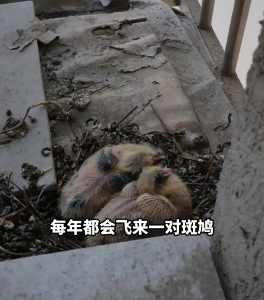 斑鸠在家里做窝预示什么