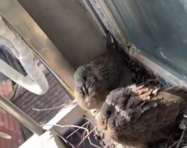 斑鸠在家里做窝预示什么