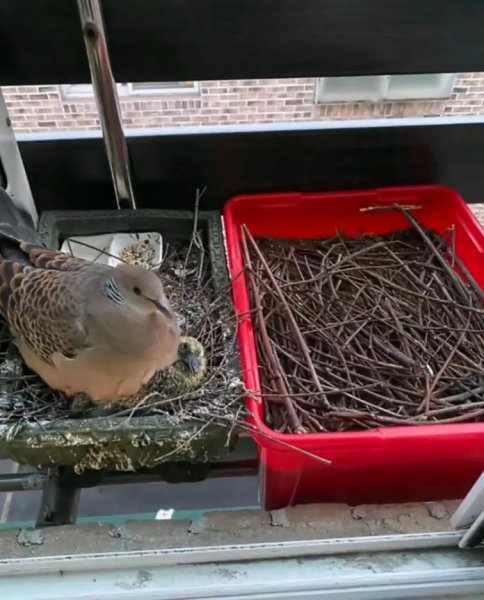 斑鸠在家里做窝预示什么