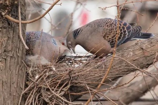 斑鸠在家里做窝预示什么