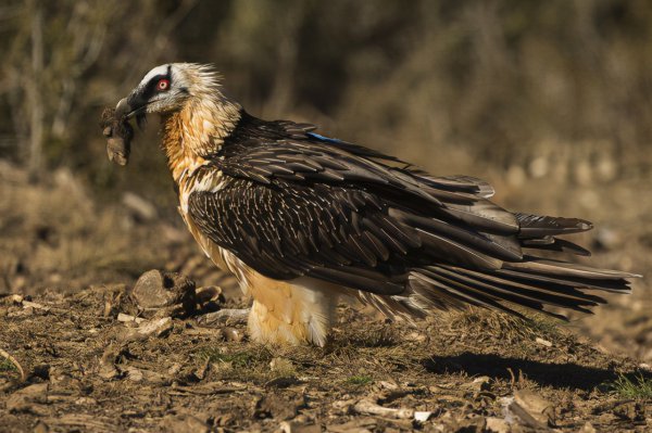 秃鹫是分解者还是消费者