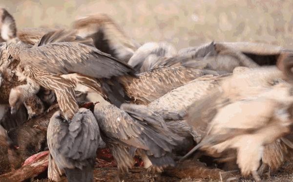 秃鹫是分解者还是消费者