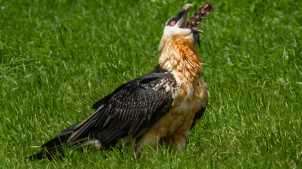 秃鹫是分解者还是消费者