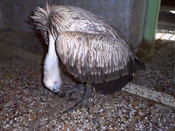 秃鹫是分解者还是消费者