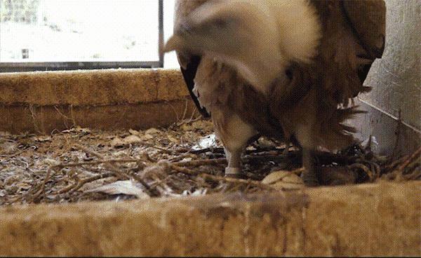 秃鹫是分解者还是消费者