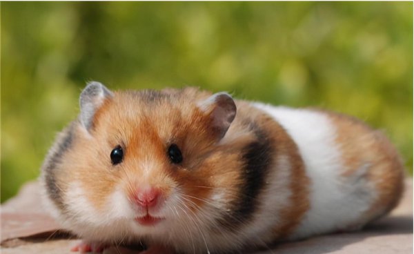 金丝熊能活多久