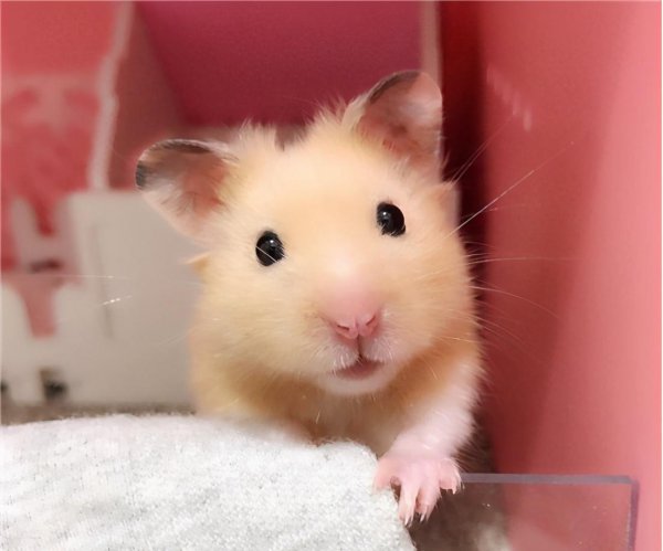 金丝熊能活多久