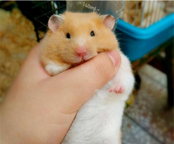 金丝熊能活多久