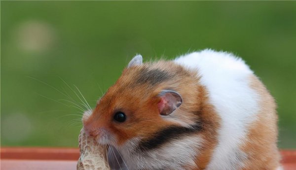 金丝熊能活多久