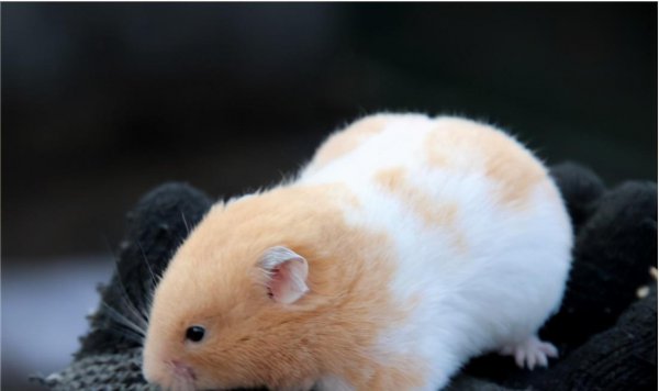 金丝熊能活多久