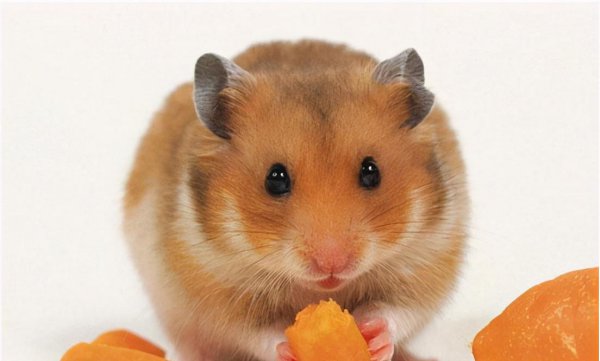 金丝熊能活多久