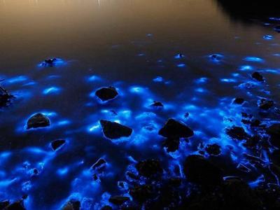 海边蓝眼泪是什么东西