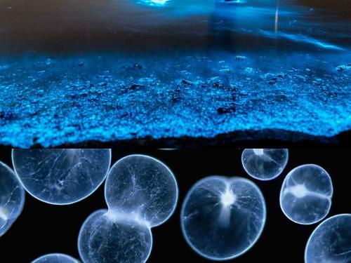 海边蓝眼泪是什么东西