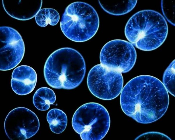 海边蓝眼泪是什么东西