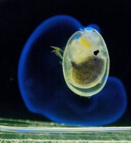 海边蓝眼泪是什么东西