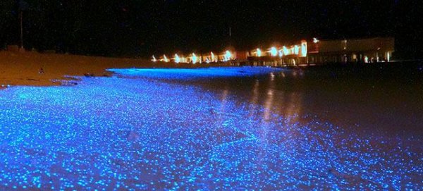 海边蓝眼泪是什么东西