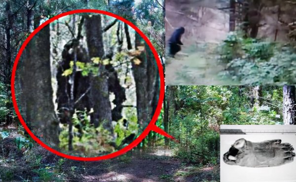 神农架野人是否存在