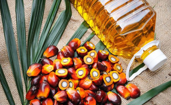 什么油好吃又健康性价比高