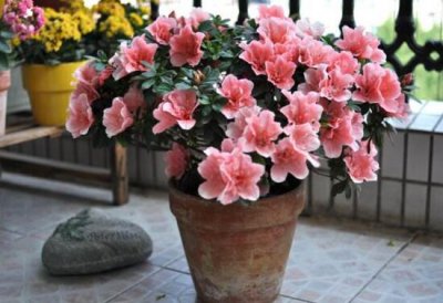 一般人家里为什么不养杜鹃花 杜鹃花不适合家里种植吗