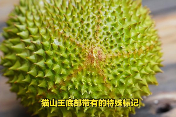 托曼尼榴莲和金枕头哪个好吃