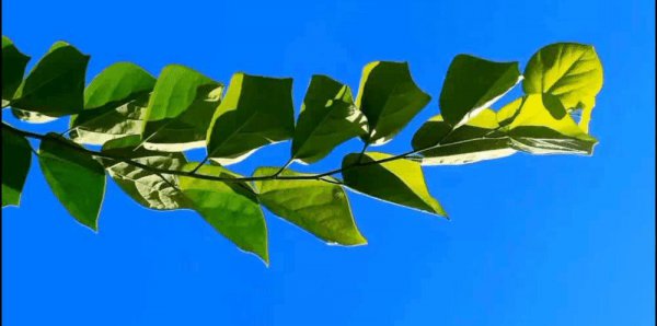 白象方便面是哪国的企业