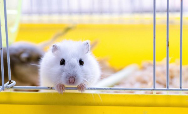 仓鼠咬笼子是什么原因引起的