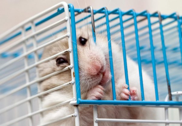 仓鼠咬笼子是什么原因引起的