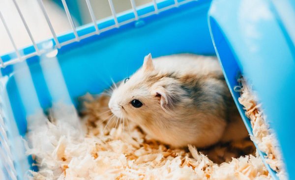 仓鼠咬笼子是什么原因引起的