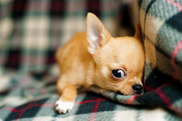 女生第一次养什么狗好