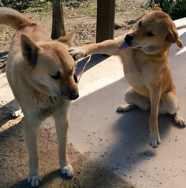 女生第一次养什么狗好