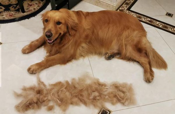 女生第一次养什么狗好