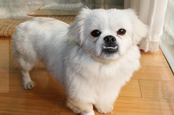 女生第一次养什么狗好