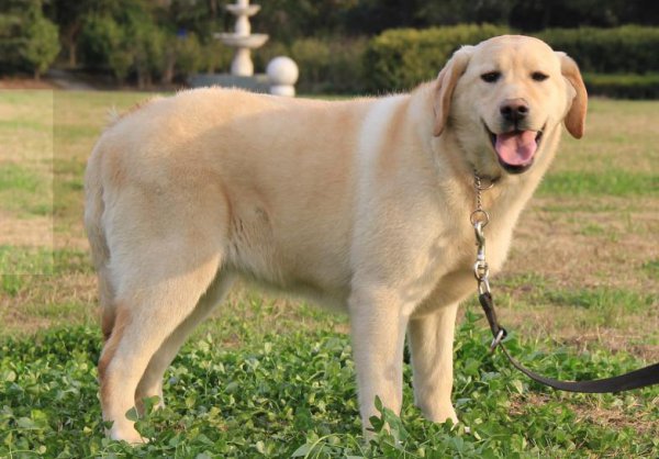 女生第一次养什么狗好