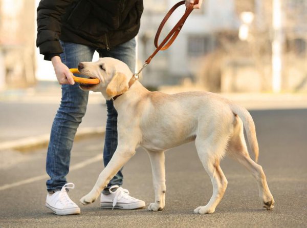 女生第一次养什么狗好