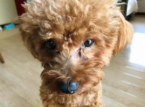 女生第一次养什么狗好