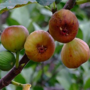 无花果尽量不要种在家里吗 家里种无花果有什么讲究吗