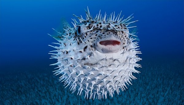 世界上最毒的鱼是什么鱼