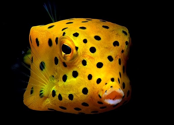 世界上最毒的鱼是什么鱼