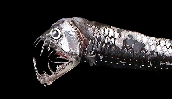 世界上最毒的鱼是什么鱼