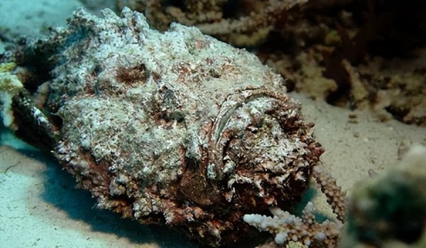 世界上最毒的鱼是什么鱼