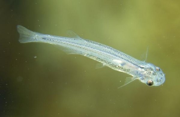 世界上最毒的鱼是什么鱼