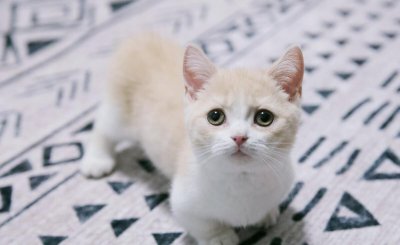 曼基康猫为什么不建议买 不建议养矮脚猫的七个理由