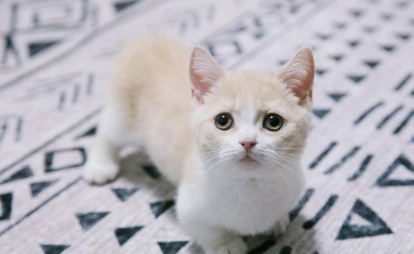 曼基康猫为什么不建议买