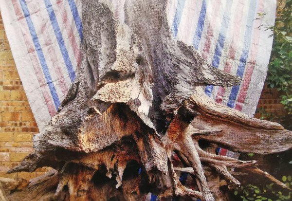 阴沉木是什么木头