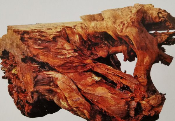 阴沉木是什么木头