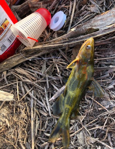 黄骨鱼吃什么食物饵料