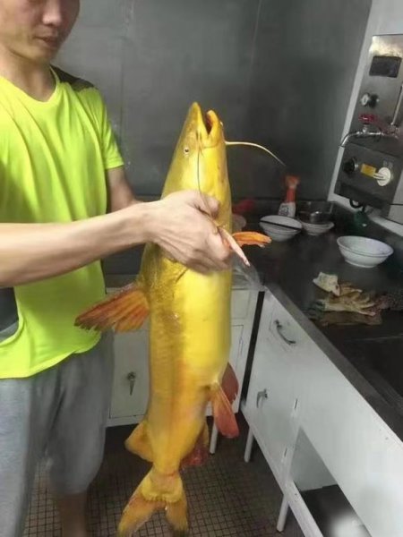 黄骨鱼吃什么食物饵料