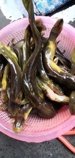 黄骨鱼吃什么食物饵料