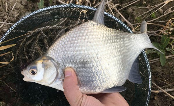 鳊鱼吃什么食物为主
