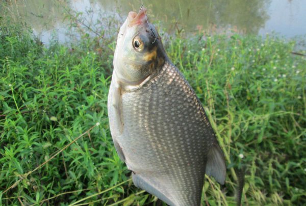 鳊鱼吃什么食物为主